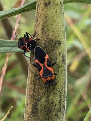 Lygaeus kalmii angustomarginatus
