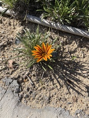 Gazania