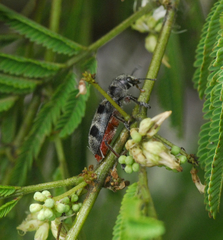 Enoclerus viduus