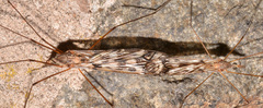 Tipula trivittata