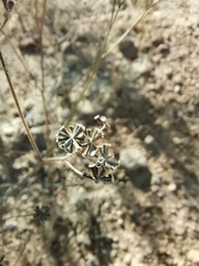 Florestina tripteris