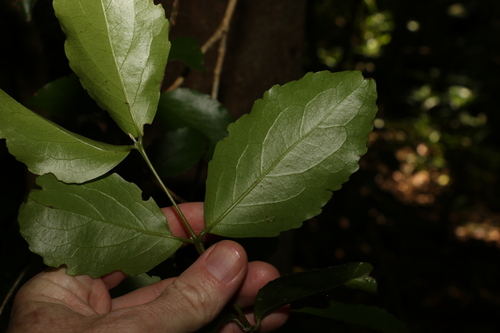 Image of Daphnandra apatela by (c) Greg Tasney, some rights reserved (CC BY-SA)
