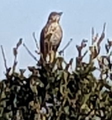 Oreoscoptes montanus