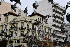 Columba livia domestica