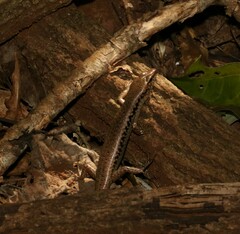 Concinnia tenuis