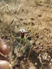 Florestina tripteris