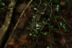 Citrus australasica