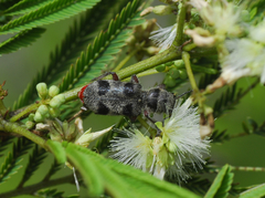 Enoclerus viduus