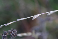 Bromus pubescens