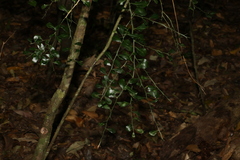 Citrus australasica