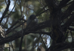 Curruca melanocephala
