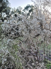 Eupatorium compositifolium