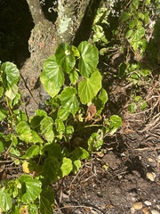 Polyscias guilfoylei