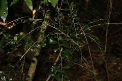 Citrus australasica