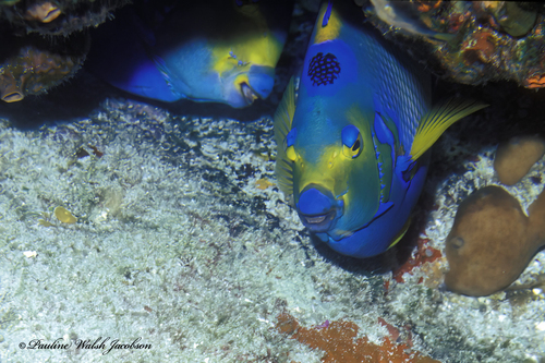 Photo of Queen angelfish (Holacanthus ciliaris)
