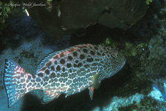 Mycteroperca venenosa