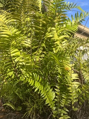 Nephrolepis exaltata