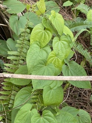 Dioscorea