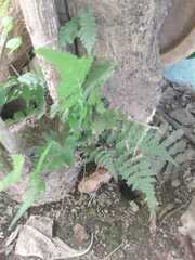Christella parasitica