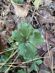 Potentilla canadensis