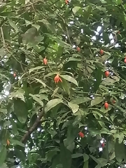 Malvaviscus penduliflorus