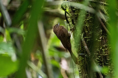 Glyphorynchus spirurus