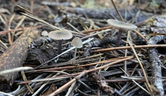 Nitida