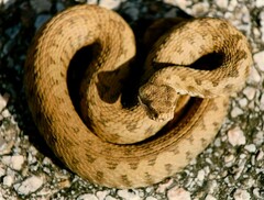 Vipera aspis zinnikeri