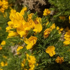 Ulex europaeus