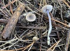Nitida