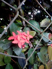 Ixora