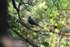 Myiarchus swainsoni