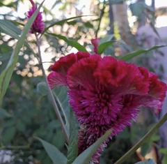Celosia