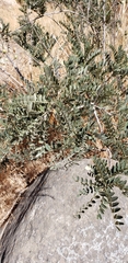 Sophora macrocarpa