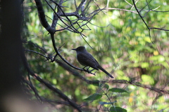 Myiarchus swainsoni