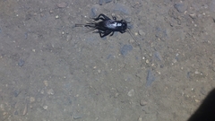 Teleogryllus commodus