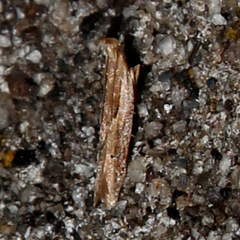 Eutorna symmorpha