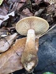 Armillaria gallica