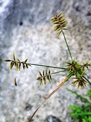 Cyperus hermaphroditus