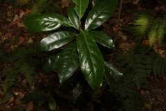 Actephila mooreana