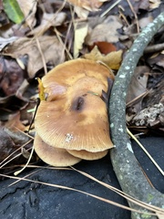 Armillaria gallica