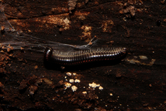 Spirobolellus antipodarus