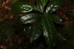 Actephila mooreana