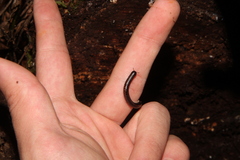 Spirobolellus antipodarus