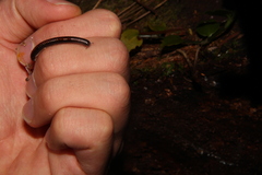 Spirobolellus antipodarus