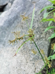 Cyperus hermaphroditus