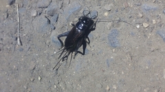 Teleogryllus commodus
