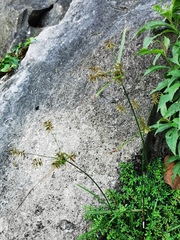 Cyperus hermaphroditus