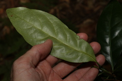 Actephila mooreana