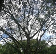 Ficus insipida
